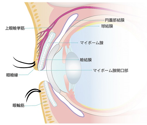 マイボーム線